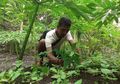 Dulu Cuma Tumbuhan Liar dan Sering Disebut Sebagai Makanan Ular, Rupanya Tanaman Ini Malah Disebut-sebut Kian Berharga Mahal, Presiden Jokowi Sampai Menyebutnya Sebagai Makanan Masa Depan