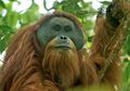 Penjelasan PLTA Batang Toru Terkait Ancaman Orangutan Tapanuli