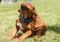 Atasi Serangan Brutal Kutu Anjing, Bagian Rumah Ini Harus Dibersihkan