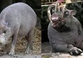 Tiga Jenis Babi Unik di Indonesia: Babi Berjanggut hingga 'Bercula'
