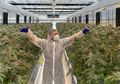 Australia Akan Segera Buka Kebun Ganja Obat Terbesar di Queensland