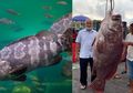 Nelayan Berhasil Tangkap Ikan Kerapu Raksasa Seharga Rp 42 Juta, ini Khasiatnya Untuk Kesehatan