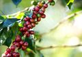 Cara Membuat Teh Daun Kopi yang Berkhasiat Menurunkan Darah TInggi