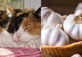 Kucing Tiga Warna; Makanan Berikut Ini Bisa Jadi Racun bagi Calico