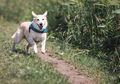 Segera Berdoa Agar Hal Buruk Ini Tak Bikin Hidupmu Hancur, Inilah Tafsir Mimpi Digigit Anjing yang Sering Terjadi