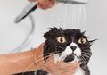 Tidak Perlu Bersusah-susah Ajak Kucing Mandi, Ini Rupanya yang Bikin Kucing Benci Air, Ajari Sejak Kecil Agar Terbiasa!
