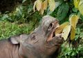 Ada Studi Genetik Badak Sumatra. Hasilnya, Kabar Baik Populasi Mereka