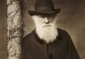 Darwin Berkata Usus Buntu Organ Nirfaedah, Peneliti Kini Menyangkalnya