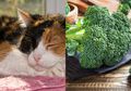 Kucing Tiga Warna; 8 Makanan Manusia Aman Dikonsumsi Kucing Calico