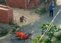 Ngerinya Covid-19 di India, untuk Kremasi Saja Susahnya Bukan Main, Pria Ini Sampai Bawa-bawa Mayat Istrinya dengan Sepeda Hanya Demi Mengistirahatkan Jenazahnya