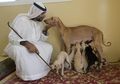 6.000 Tahun Silam, Manusia Prasejarah di Arab Saudi Menyukai Anjing