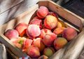 Buah Peach: Ini 5 Manfaat Buah yang Disebut Juga Buah Persik Bagi Kesehatan Tubuh, Termasuk Mencegah Kanker