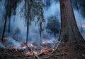 Sebuah Pohon Masih Terus Membara sejak Kebakaran Hutan California 2020