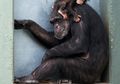 Seperti Manusia, Hubungan Baik Antara Ibu Simpanse Anak- Anak Mereka