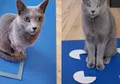 Sains Warga Terbaru: Kucing Ternyata Juga Suka Duduk di Kotak Ilusi