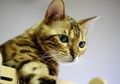 Inilah 8 Ras Kucing Termahal di Dunia, Bisa Sampai Ratusan Juta!