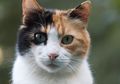 Kenapa Nggak Ada Kucing Belang Tiga Jantan? Ini Penjelasan dari Pakar IPB