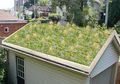 Manfaat Green Roof dalam Konsep Rumah Tropis dan Tips Penerapannya