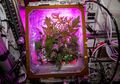 Berkebun di Luar Angkasa Bantu Astronaut Hadapi Rasa Terkurung?