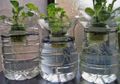 Jangan Takut Gagal, Berkebun Hidroponik 95% Berhasil Panen, Asal…