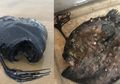 Anglerfish, Ikan Laut Dalam yang Menyeramkan, Muncul Ke Pantai