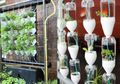 Tanam Sayur dengan Sistem Hidroponik Tetes, Perhatikan Penempatannya!