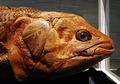 Hidup 420 Juta Tahun yang Lalu, Ikan Raksasa Zaman Dinosaurus Ini Masih Hidup di Madagaskar