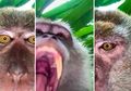 Foto Monyet Selfie ‘Ditemukan’ dalam Ponsel Hilang Milik Pria Malaysia
