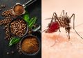 Jangan Kaget Usai Letakkan Ampas Kopi pada Genangan Air, Siapa Sangka Ini yang Akan Terjadi pada Nyamuk di Rumah!