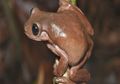 Mirip Cokelat Harry Potter, Temuan Katak Spesies Baru di Papua Nugini