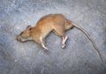 Dijamin Nyesal Baru Tahu, Tikus di Rumah Dijamin Lemas Hingga Mati Hanya dengan Cuka Putih, Begini Caranya