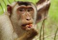Karena Perkebunan Sawit, Monyet Ekor Babi Alami Perubahan Perilaku