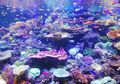 Terindah di Dunia, Negara Timor Leste Punya 'Coral Triangle' dengan 76 Persen dari 805 Spesies Karang Dunia Ada di Sini