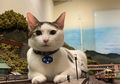 Cerita Pengusaha di Jepang yang Batal Nutup Restorannya karena Foto Kucing yang Viral
