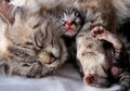 Ketahui 10 Alasan yang Bisa Membuat Induk Kucing Makan Anaknya Sendiri