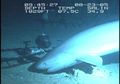 OceanX Ungkap Populasi Hiu Enam Insang, Predator Terbesar Laut Dalam