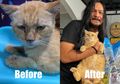 Kisah Omon, Kucing Oren Sekarat yang Diselamatkan Stevi Item 'DeadSquad'
