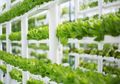 Berkebun Hidroponik bisa Jadi Ladang Bisnis, Ini Cara Memulainya!
