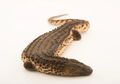 Biawak Kalimantan Ungkap Peran Kebun Binatang dalam Perdagangan Satwa