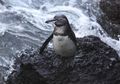 Penguin Galapagos, Penguin Unik yang Hidup di Utara Khatulistiwa