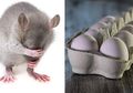 BERITA POPULER: Tikus Bisa Kabur Kocar Kacir Kalau 5 Bahan Ini Ada di Rumah hingga Jangan Lagi Simpan Telur di Pintu Kulkas karena Ahli Sudah Peringatkan Bahayanya