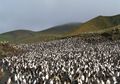 6.000 Penguin Terkecil di Dunia Musnah oleh Kedatangan Tasmanian Devil