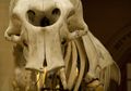 Gajah Sisilia Menyusut dan Kehilangan 8.000 Kilogram Saat Berevolusi
