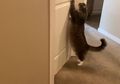 Ini 3 Alasan Kucing Suka Nungguin Kita di Depan Pintu Kamar Mandi