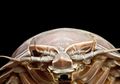 Sains Terbaru, Isopoda Besar 'Darth Vader' Menghuni di Samudra Hindia