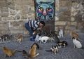 9 Tradisi Unik Ini Hanya Ditemukan di Tel Aviv Saat Anda Kunjungi Israel, Salah Satunya Beri Makan Kucing Liar