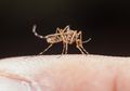 3 Ciri Khas Nyamuk Malaria Dilihat Dari Fisiknya, Dengan Mengenalinya Mudah Lakukan Pencegahan
