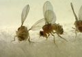 Ahli Biologi Singkap Dua Spesies Jamur Ini Membuat Lalat Jadi Zombie