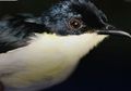 Spesies Baru Burung Berrypecker Ditemukan di Kaimana, Papua Barat
