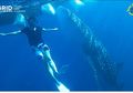 Video Jelajah Alam: Berenang Bersama Hiu Paus Raksasa di Gorontalo